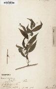 Alexander von Humboldt Panicum ruscifolium oil on canvas